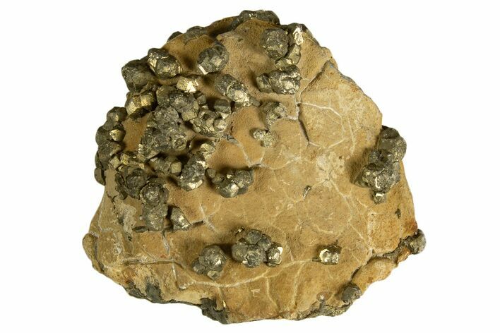 Golden Pyrite on Limonite Clay - Pakistan #337943